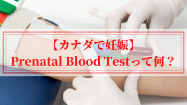 【カナダで妊娠】Prenatal Blood Testって何？検査時期・場所・得られる結果についてのまとめ